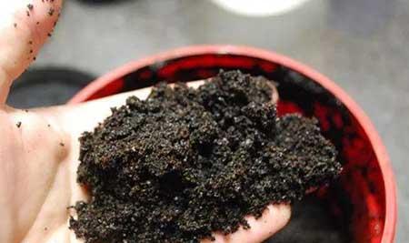 咖啡渣养植物