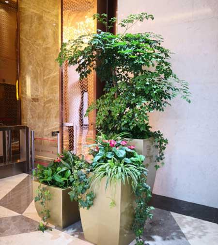 酒店绿植养护方案