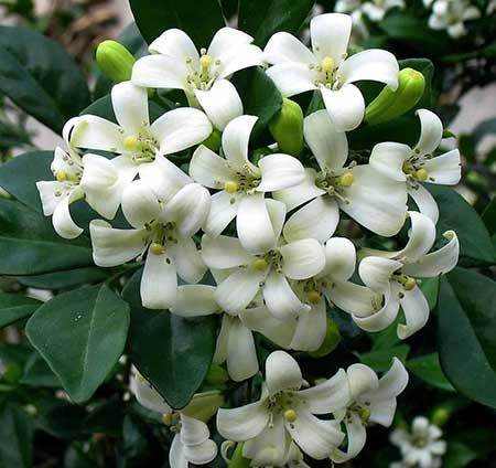 九里香的花怎么养