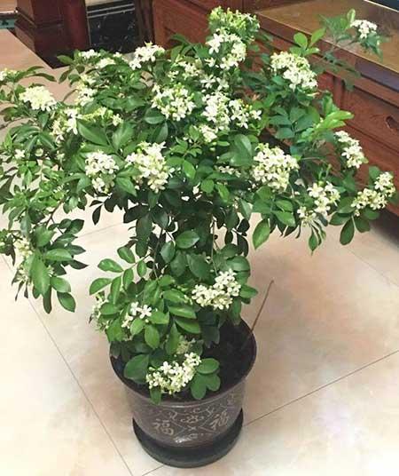 九里香的花怎么养