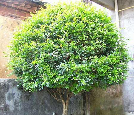 九里香的花怎么养