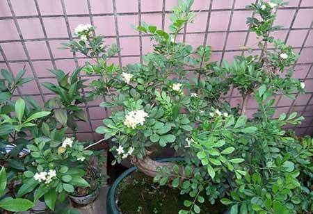 九里香的花怎么养