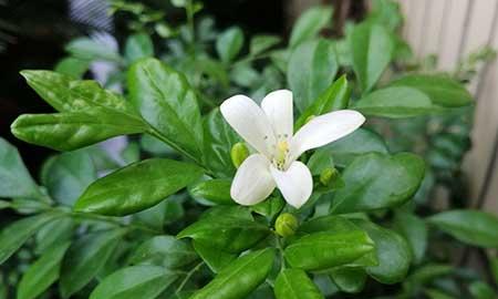 九里香的花怎么养