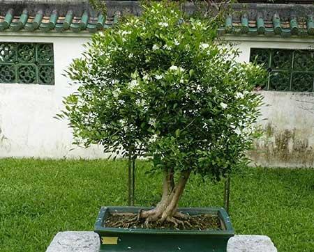 九里香的花怎么养