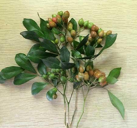 九里香的花怎么养