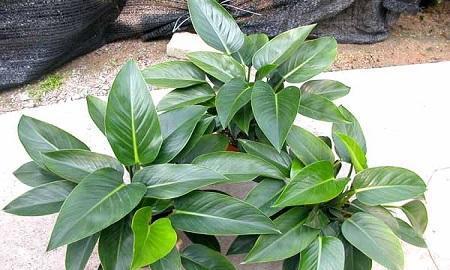 金钻绿植的养护方法
