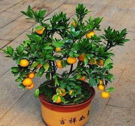 金枣花卉养殖方法