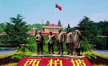 金宝塔花卉怎么养