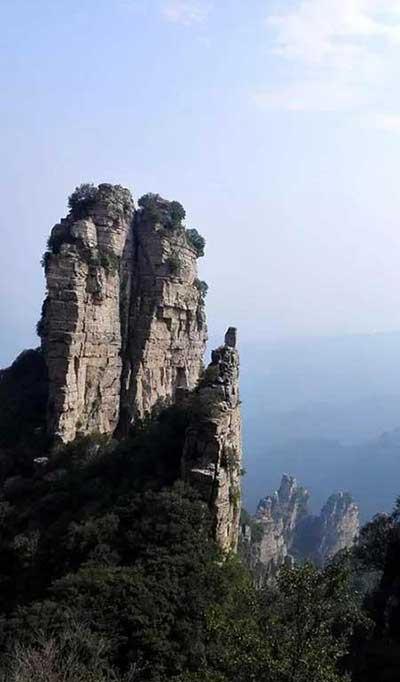 金宝塔花卉怎么养