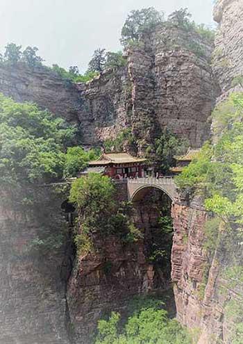 金宝塔花卉怎么养