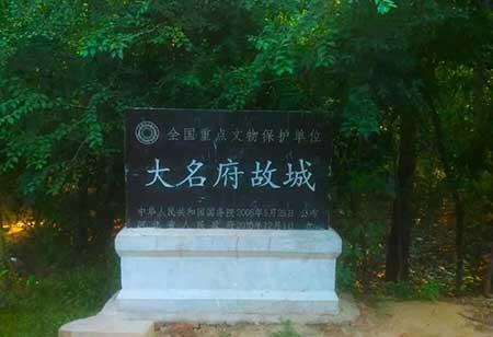 金宝塔花卉怎么养