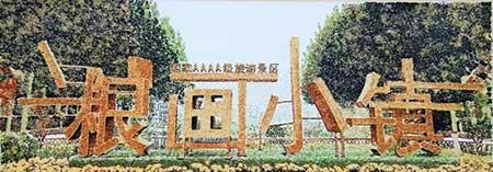 金宝塔花卉怎么养
