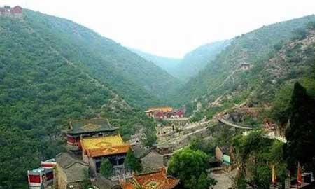 金宝塔花卉怎么养