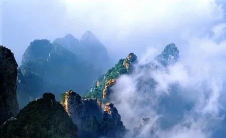 金宝塔花卉怎么养