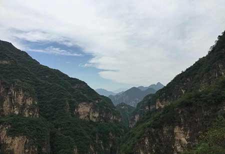 金宝塔花卉怎么养