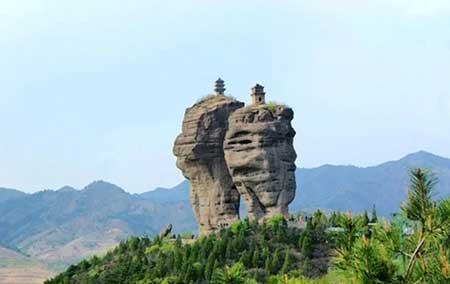 金宝塔花卉怎么养