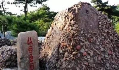 金宝塔花卉怎么养