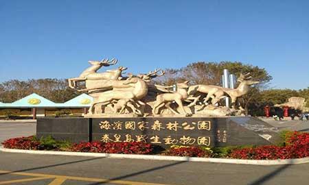 金宝塔花卉怎么养