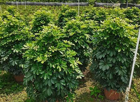 家养绿植有哪些
