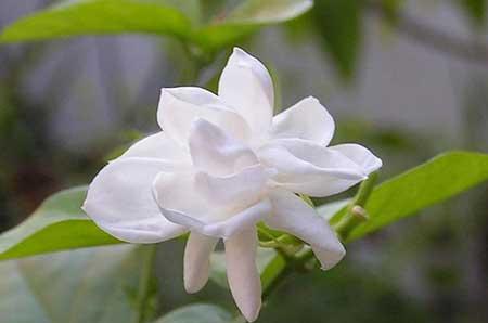 家庭养哪些花对人有好处