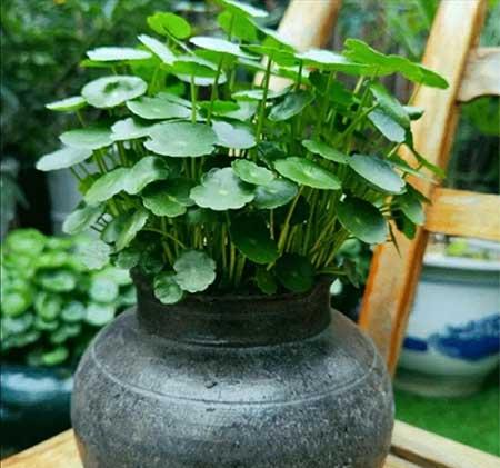 家庭适合养的花卉