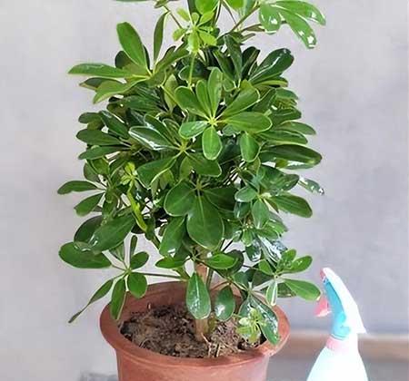 家庭适合养的花卉