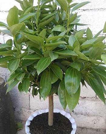 家庭适合养的花卉