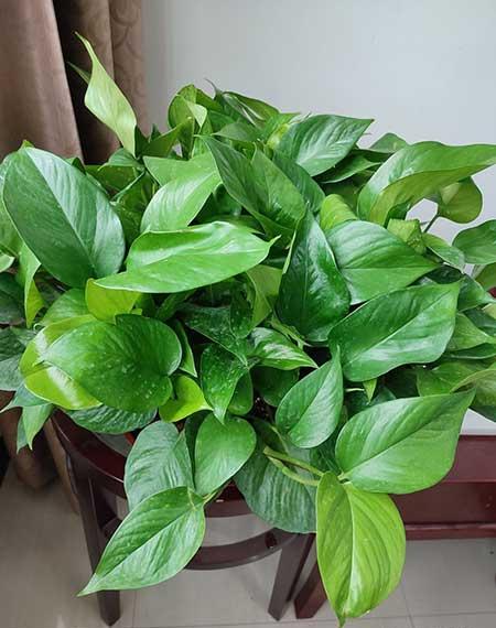 家庭花卉养护