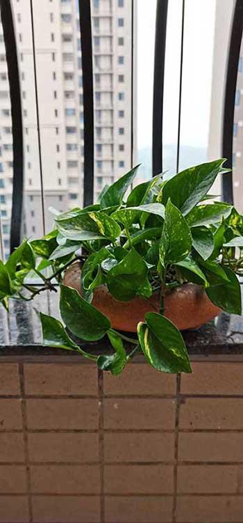 家庭花卉养护