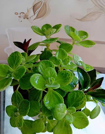 家庭花卉养护