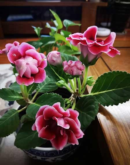家庭花卉养护