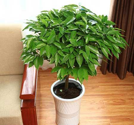 家庭常养花卉