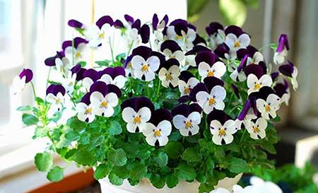 家庭常养花卉