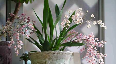 家庭常养花卉