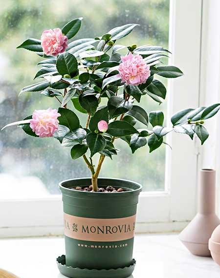 家庭常养花卉
