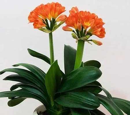 家庭常养的花卉