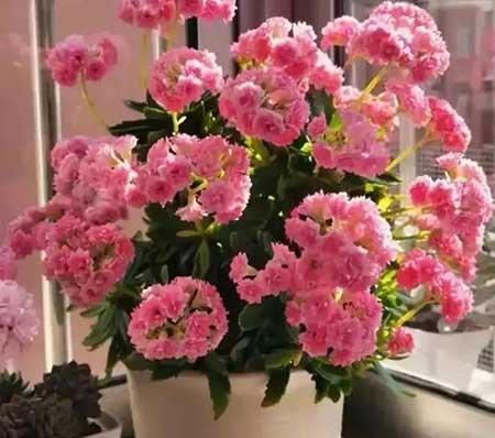 家庭常养的花卉