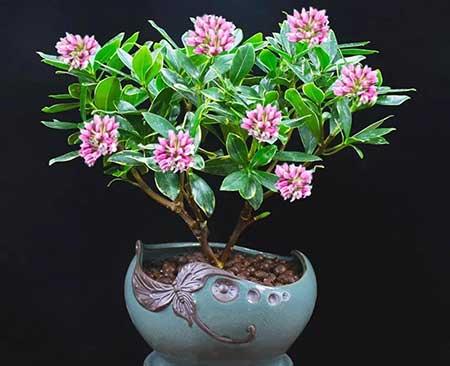 家庭常养的花卉