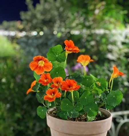 家里适合养的绿植花卉