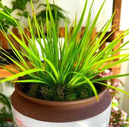 家里适合养的绿植花卉
