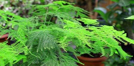 家里适合养的绿植花卉