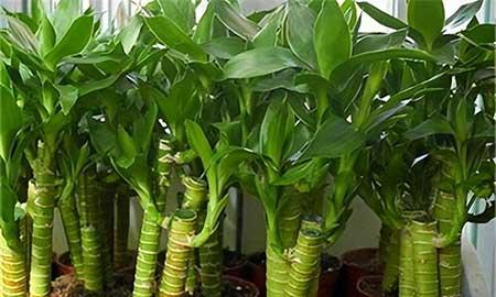 家里适合养的绿植花卉