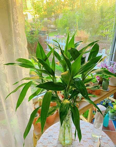 家里适合养的绿植花卉