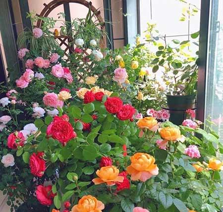 家里面养什么植物最好