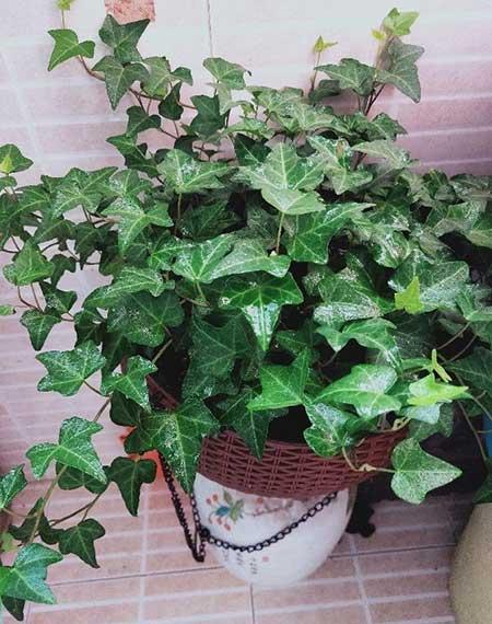 家里面养什么植物最好