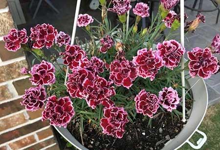 家里面养什么植物最好