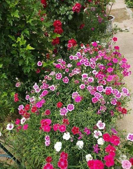 家里面养什么植物最好