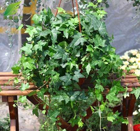 家里面养什么植物最好