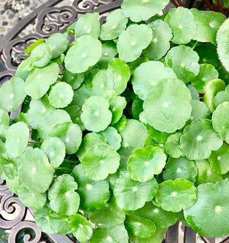 家里面养什么植物最好