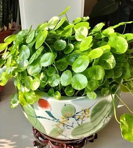 家里面养什么植物最好